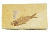 Detailed Fossil Fish (Knightia) - Wyoming #345381-1